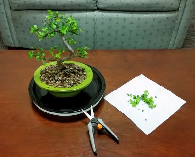 trimming bonsai
