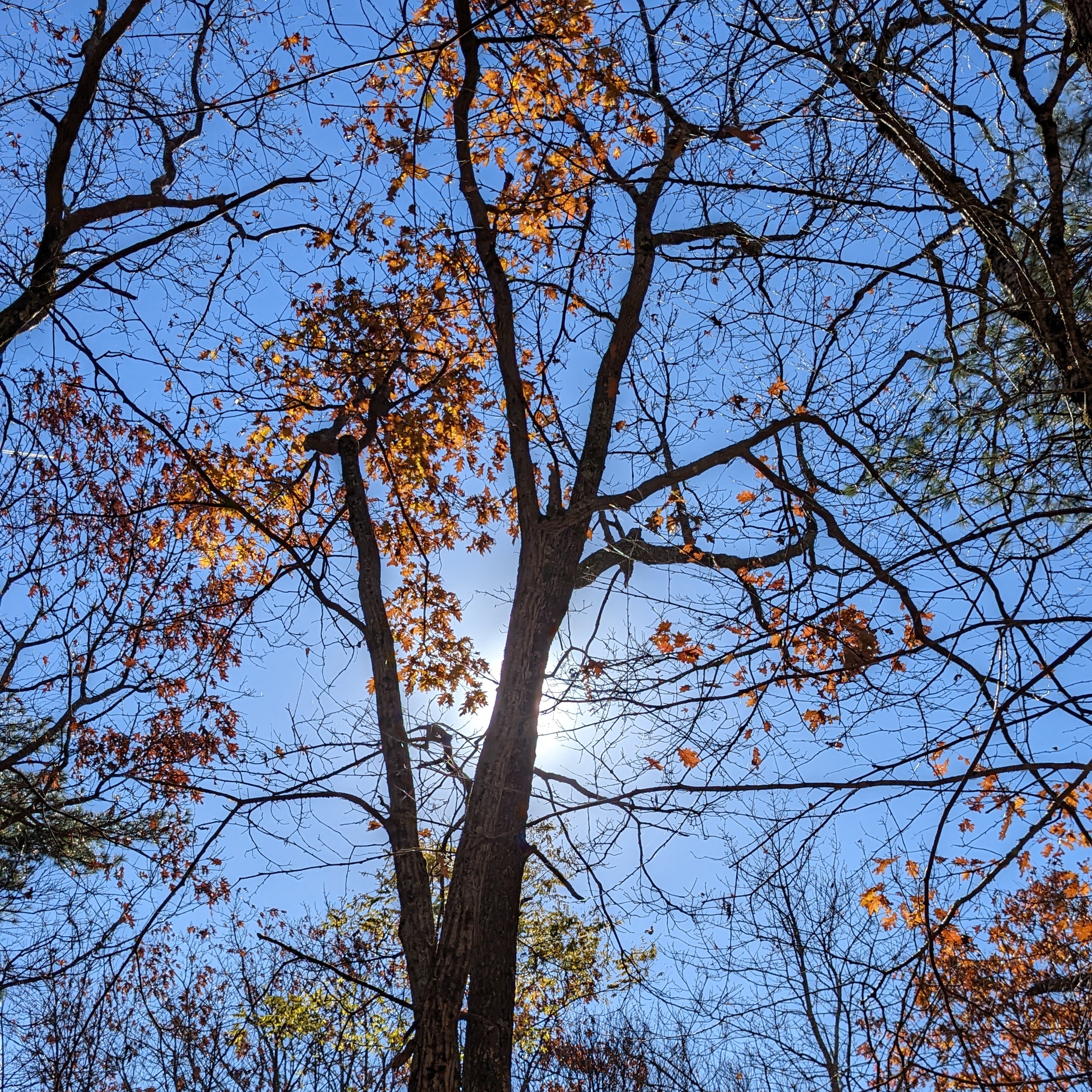 Trees in Shenandoah