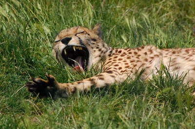 Yawning Cheetah