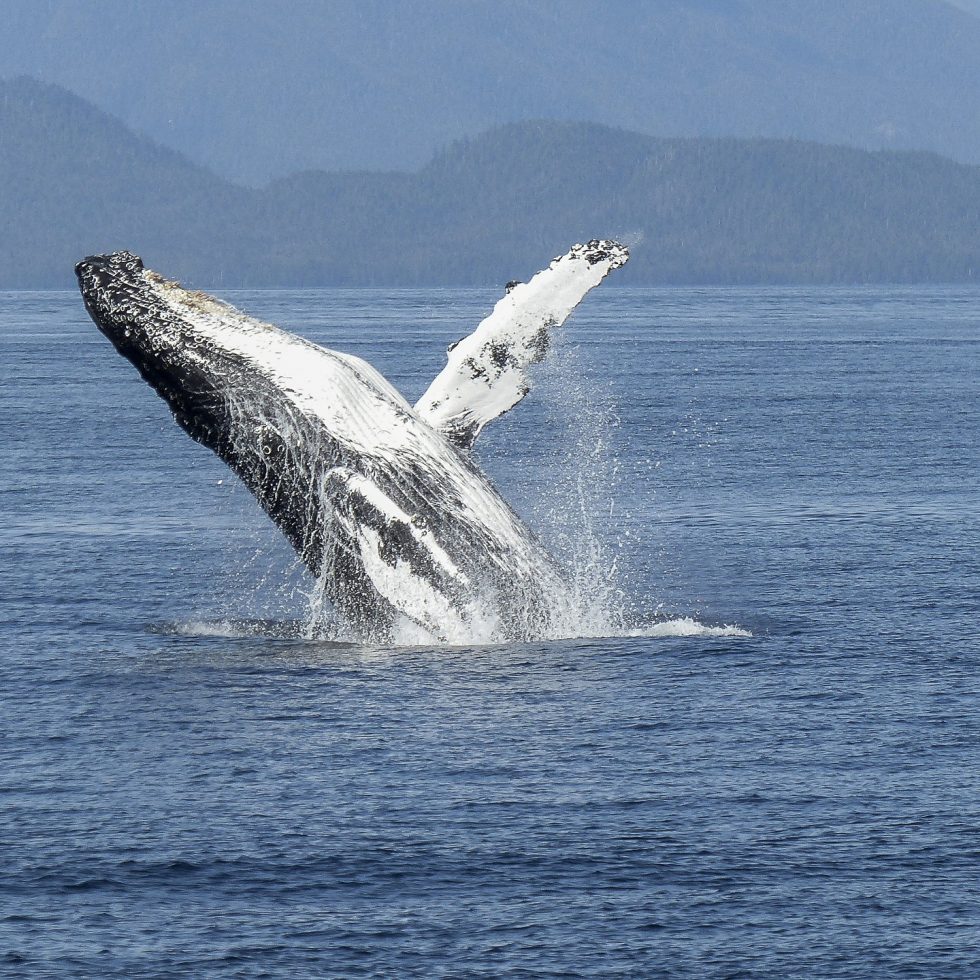 Humpback whale from pixabay
